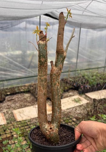 Rare live house - plant, bursera