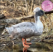  6 Silver And Blue Swedish