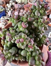 Crassula Elegans Succulent