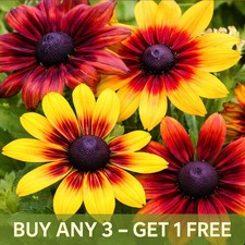 Rudbeckia Rustic Dwarf Mix
