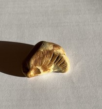 Fossilised perisphinctes
