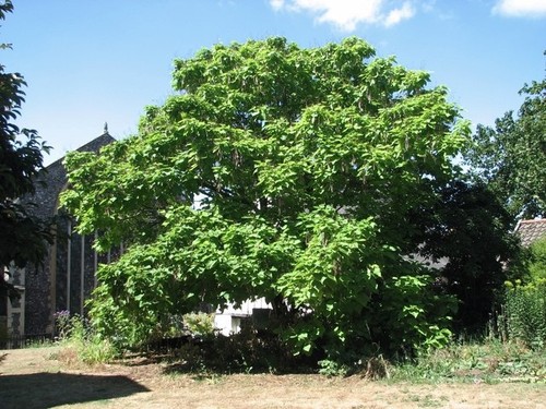 Photo 6x4 chinese catalpa tree - photo,