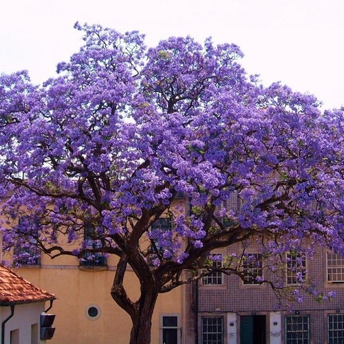 Paulownia tomentosa 200 seeds - tomentosa,