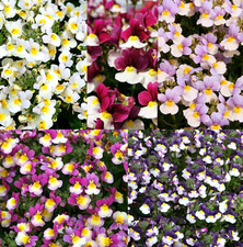 Mixed Scented Hanging Basket