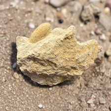 Rare!!! Fossil Snake Egg from