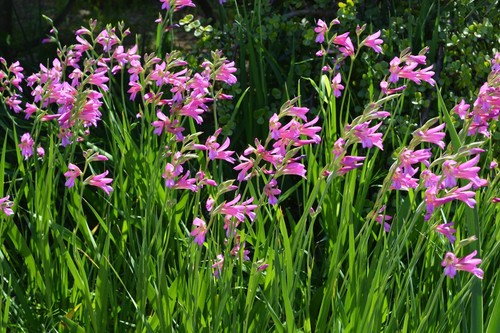 Gladiolus byzantinus - x,