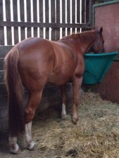 Large Hayfeeder - Horse Corner