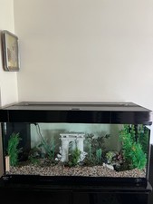 Juwel Aquarium Fish Tank 160L Including Accessories, Filter, Pump, Lights & Fish