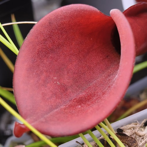Heliamphora chimantensis x - heliamphora, (chimantensis