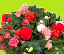 BEGONIAS x12 Large Plug Plants