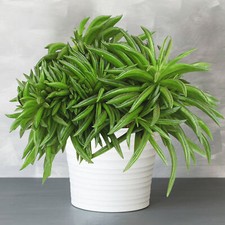 Colourful Peperomia Happy Bean | 15-25cm Potted Plant for Home or Office