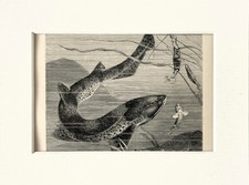 Spotted Dogfish Fish Print - 1893 Mounted Antique Black & White Engraving