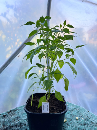 Pepperoncini chili plant - chili,