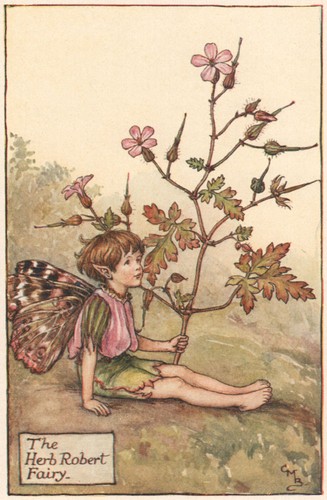 Herb robert fairy - robert,