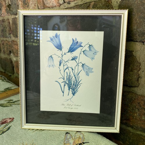 Blue bell scotland - bell,