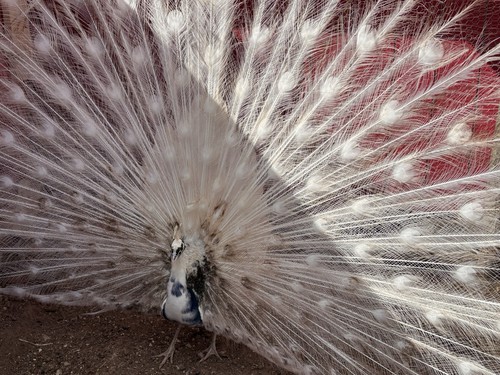 Peacock peafowl hatching - peacock,
