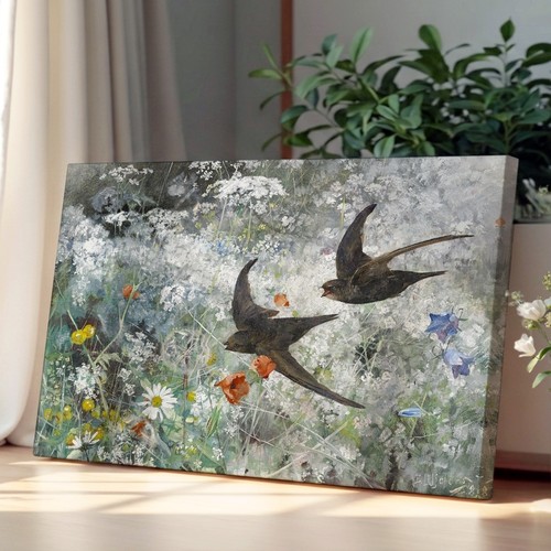 Common swift birds bruno - swift,