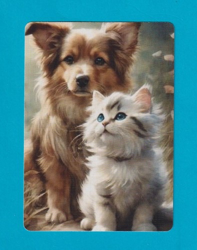Beautiful single collie pup - collie, +