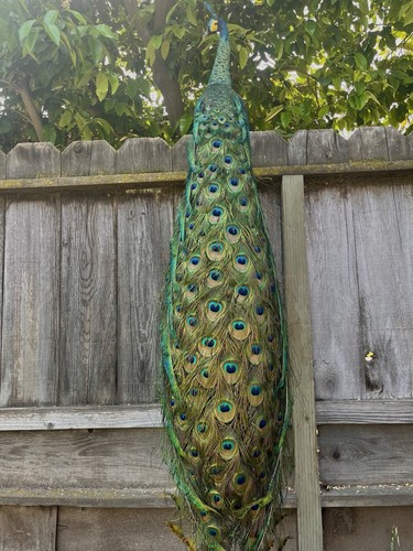 Real java peacock taxidermy - peacock,
