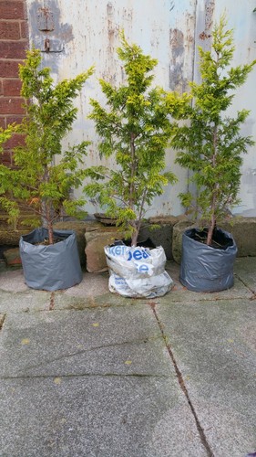 Leylandii confer hedging - x,