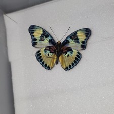 Euphaedra sp ? Set Specimen