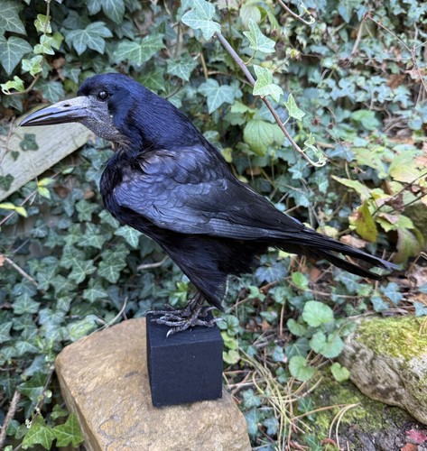 Real taxidermy rook corvus - real,