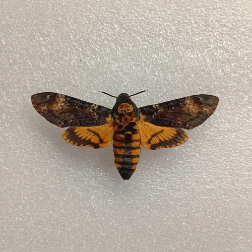 Acherontia atropos death s - atropos,, death's