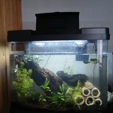 40 litre tank with fish and