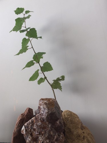 Silver birch - silver,