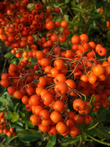 Pyracantha orange glow - pyracantha,
