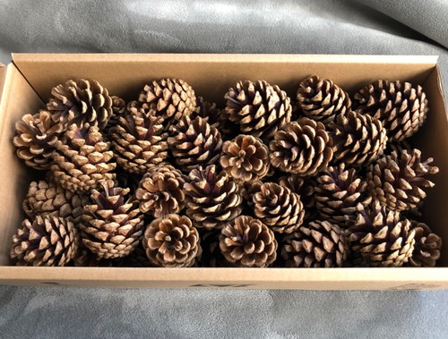 Small pine cones - cones, 5-