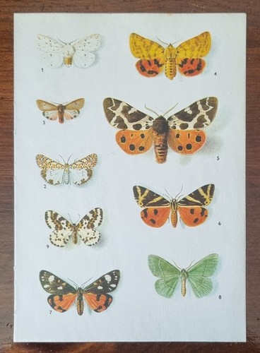 Vintage natural history print - vintage,