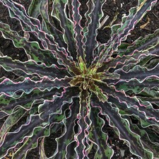 Cherry Chocolate Chip Mangave