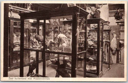 Museum display cases with - museum,