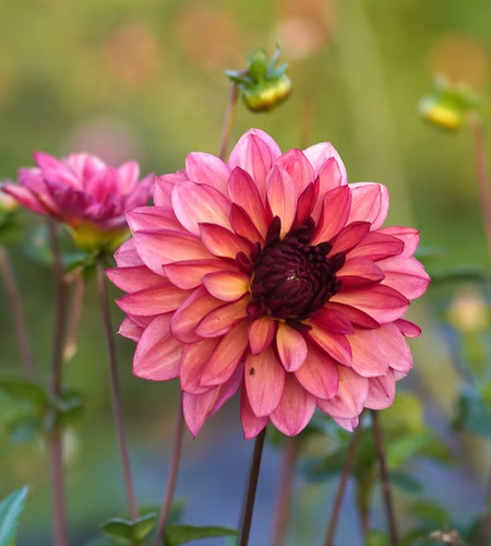 Bacardi decorative dahlia 3 - decorative,