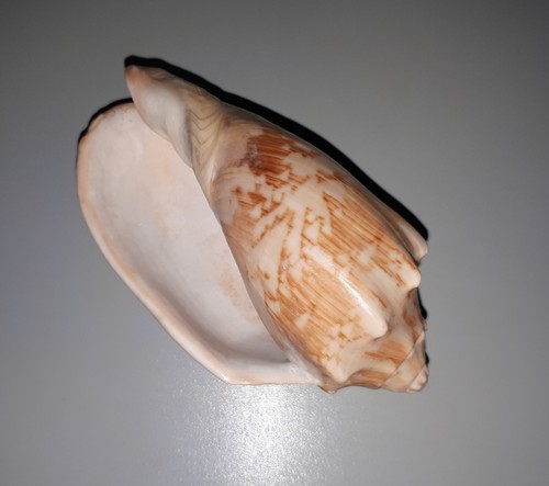 Bat volute cymbiola - bat,