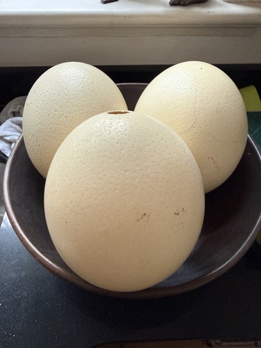Ostrich eggs hand blown - 3,