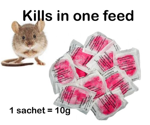 Rodent rat mouse - rodent,