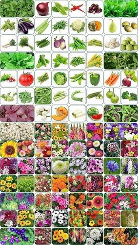 100 variety flower and - 100,
