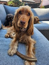 Red Deer Antler Dog Chew