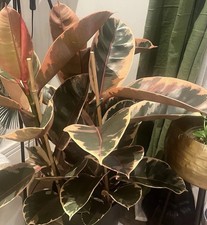 Ficus Elastica Belize Var
