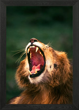 Roaring lion in Masai Mara