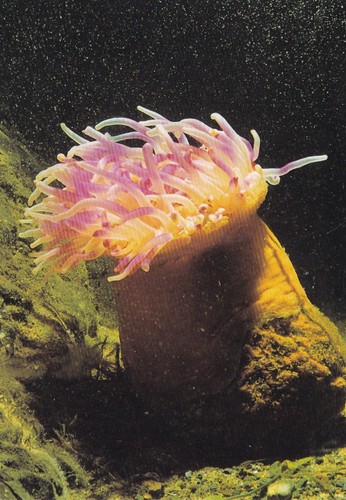 Sea anemone the - sea, life