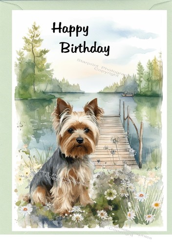 Yorkshire terrier yorkie - yorkshire, /
