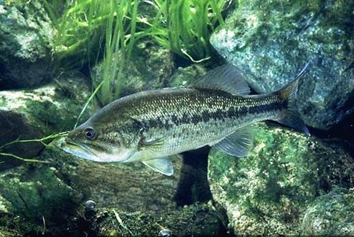 One inches largemouth - 3,