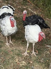 9 Surprise Mystery Hatching
