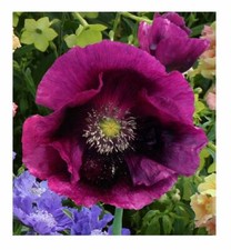 250 PAPAVER POPPY LAURENS