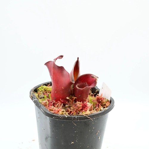 Heliamphora ciliata 4 - heliamphora, 4.33"