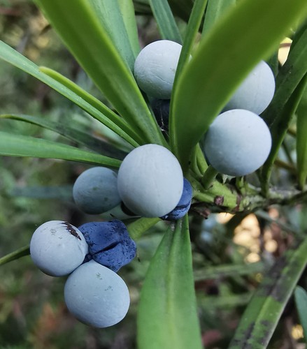 Podocarpus elatus plum - podocarpus,