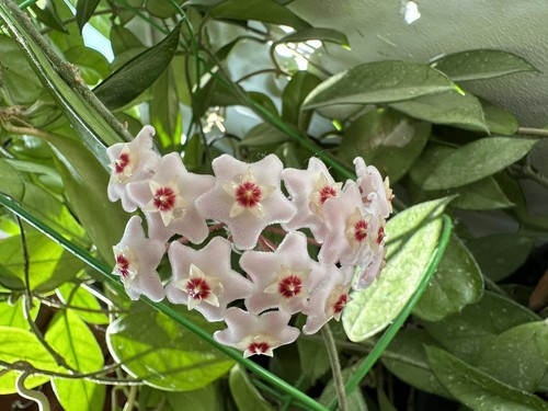 Hoya carnosa - , (wax